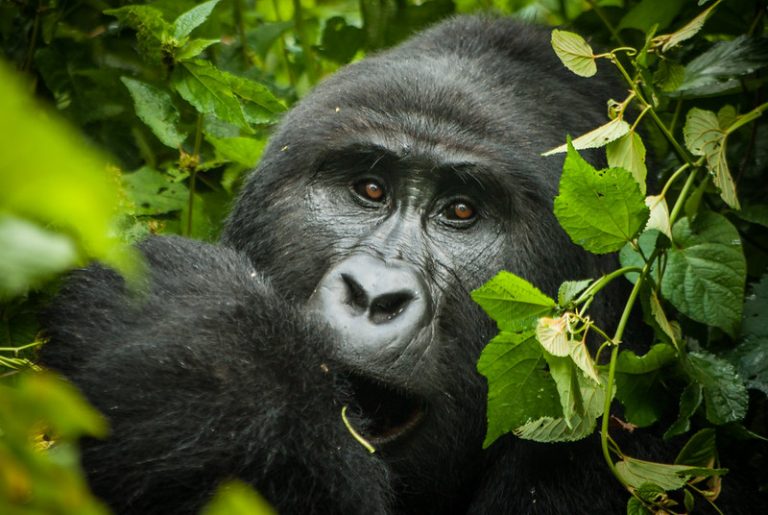 3 Days Gorilla Trekking Uganda